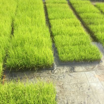 Rice plant seedlings