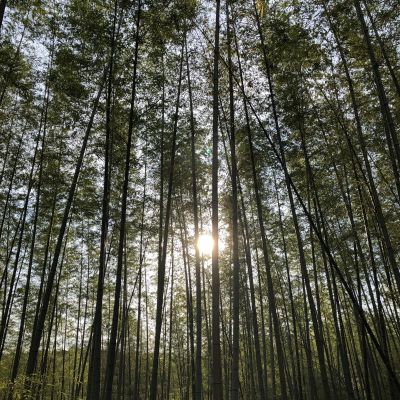 The sun through a bamboo forest