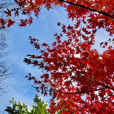 Autumn colours, blue skies