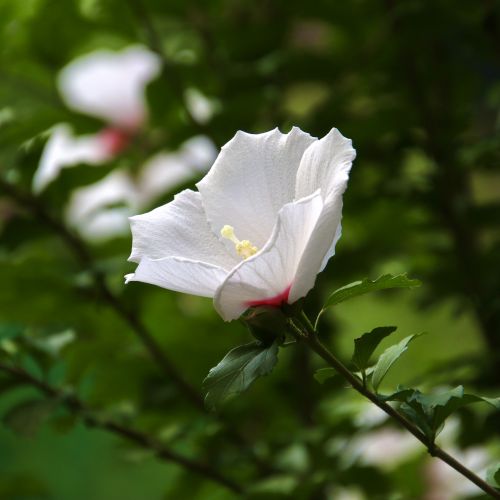 a single rose of Sharon, Gifu