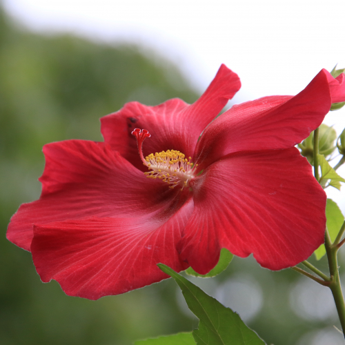 a beautiful red hibiscus