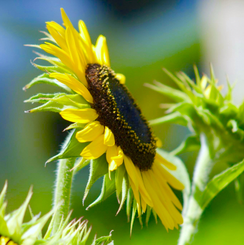 a sunflower basking in the rays