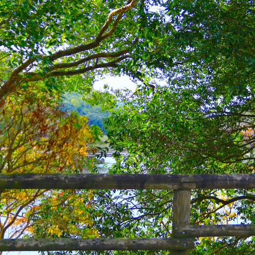 colourful foliage