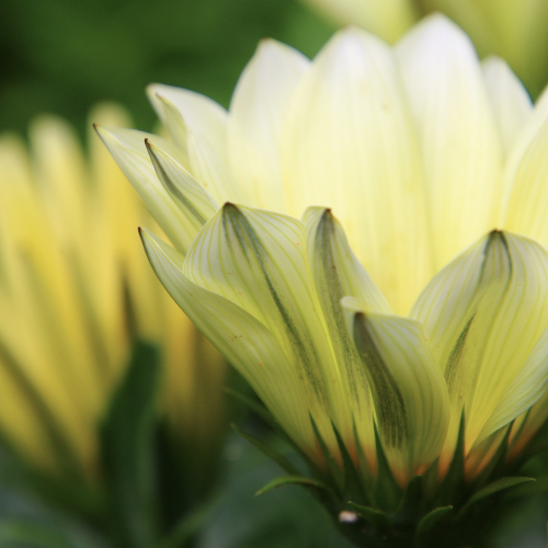 a beautiful yellow flower in Kyoto