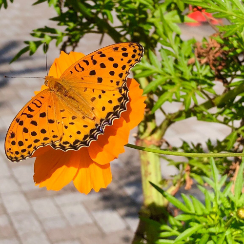 a monarch butterfly on an orange flower