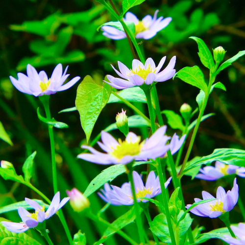 some light purple flowers in field 花