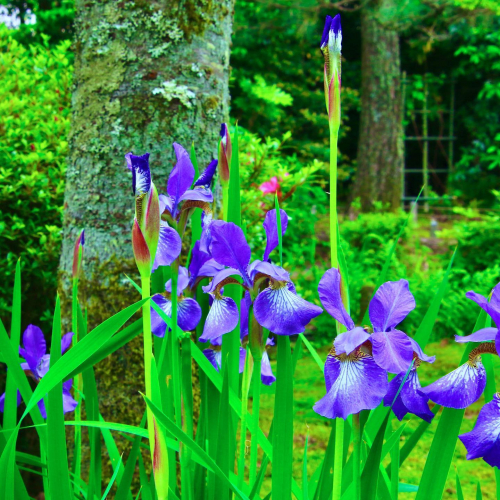 Kyoto City - purple flowers in a garden 京都市 花