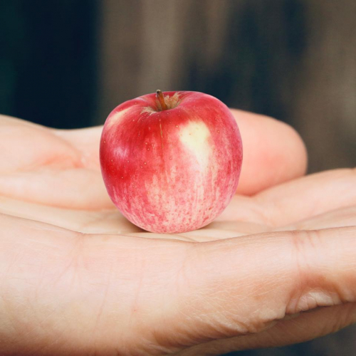 an apple for teacher